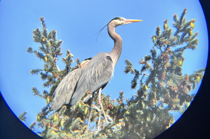 fromCarrie Heron1
